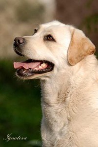 SALAMEJA ZGRAJA NADZEI